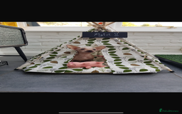 Chinese Crested dogs for stud: Chinese crested  - Advert 8