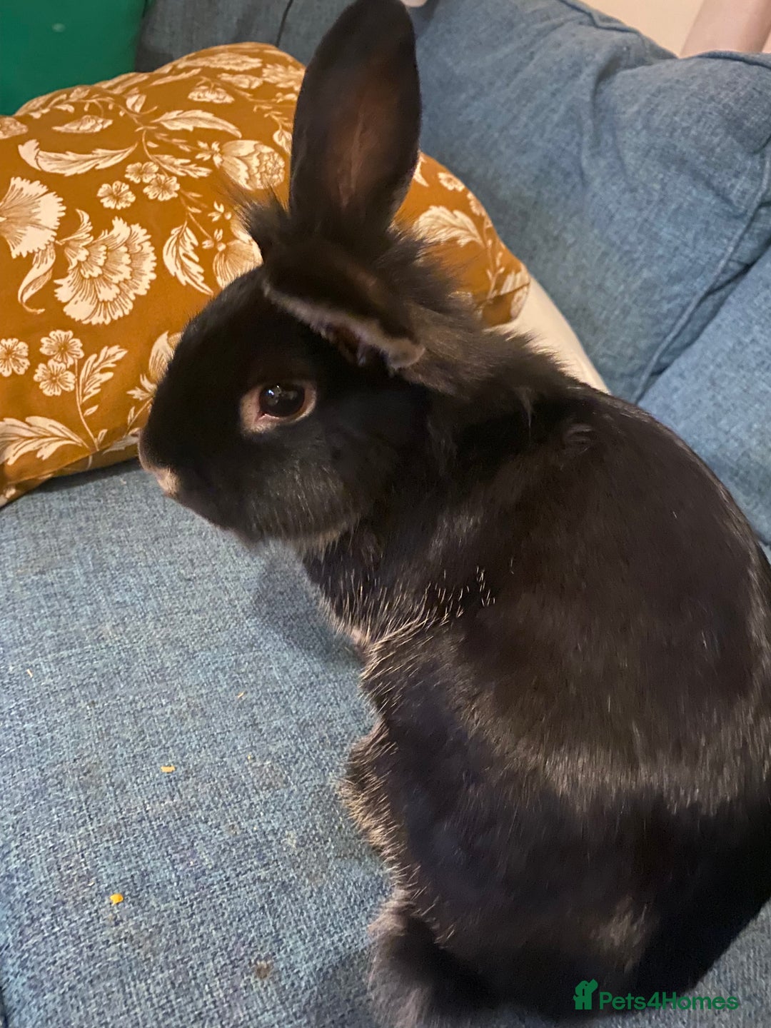 Lionhead rabbits for sale: Need rehoming before 2nd February  - Advert 3