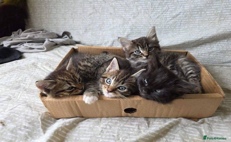 Mixed Breed cats - Advert 14