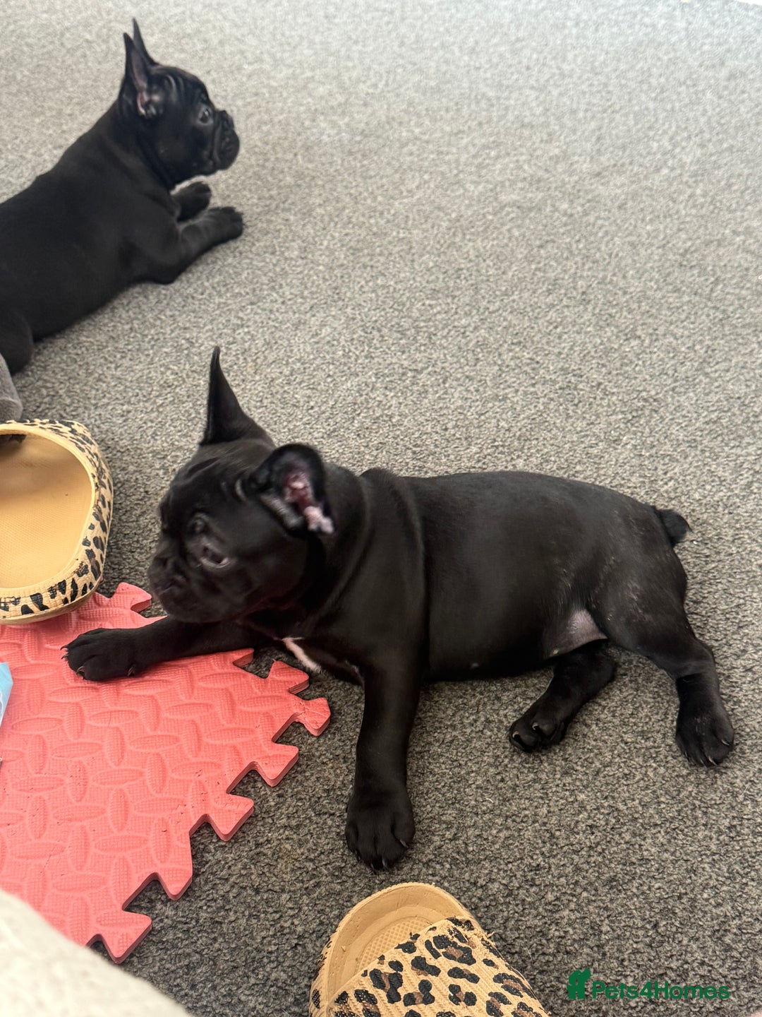 French Bulldog dogs for sale:  Adorable Frenchies Puppies Ready for them home - Image 7