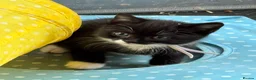 Mixed Breed cats for sale: Beautiful tuxedo kittens - Advert 8