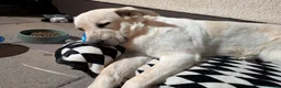 Mixed Breed dogs for adoption: 🚨URGENT FOSTER/ FOSTER TO ADOPT HOME NEEDED VEGA in Hengoed - Advert 3
