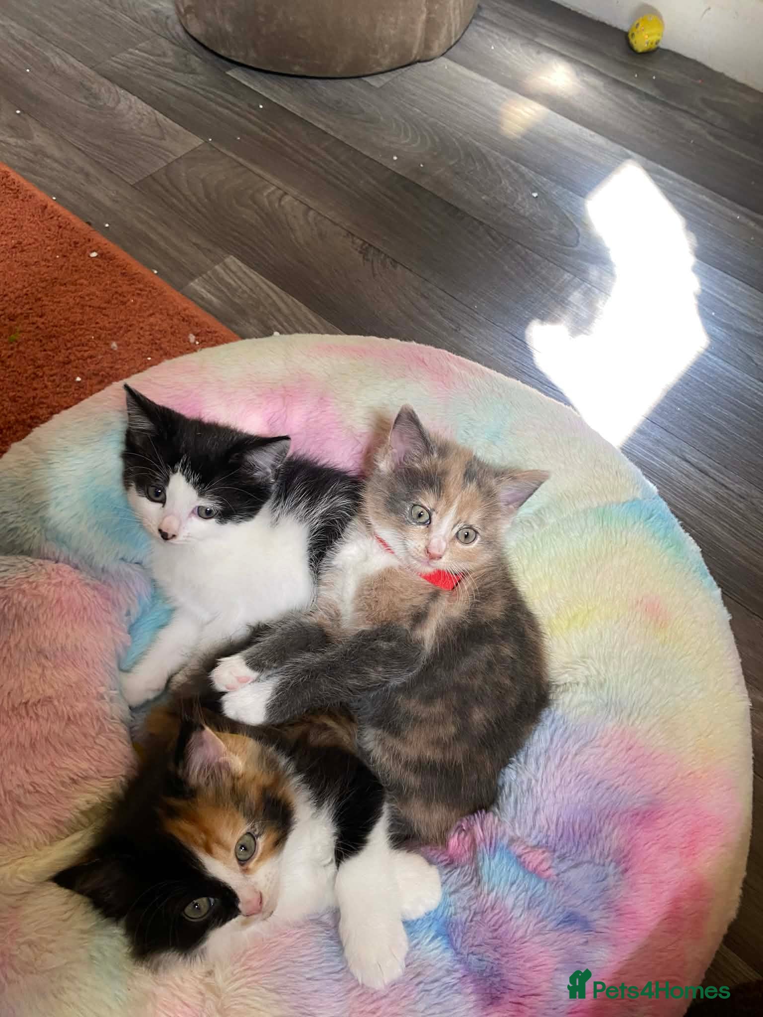 Mixed Breed cats A litter of beautiful kittens. - Advert 2