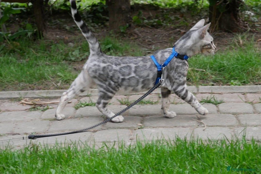 Bengal cats for sale: Looking for the best homes for our retired Bengals - Image 10