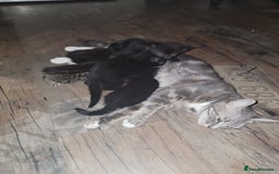 Mixed Breed cats for sale: 2 Beautiful kitten for sale - Image 9
