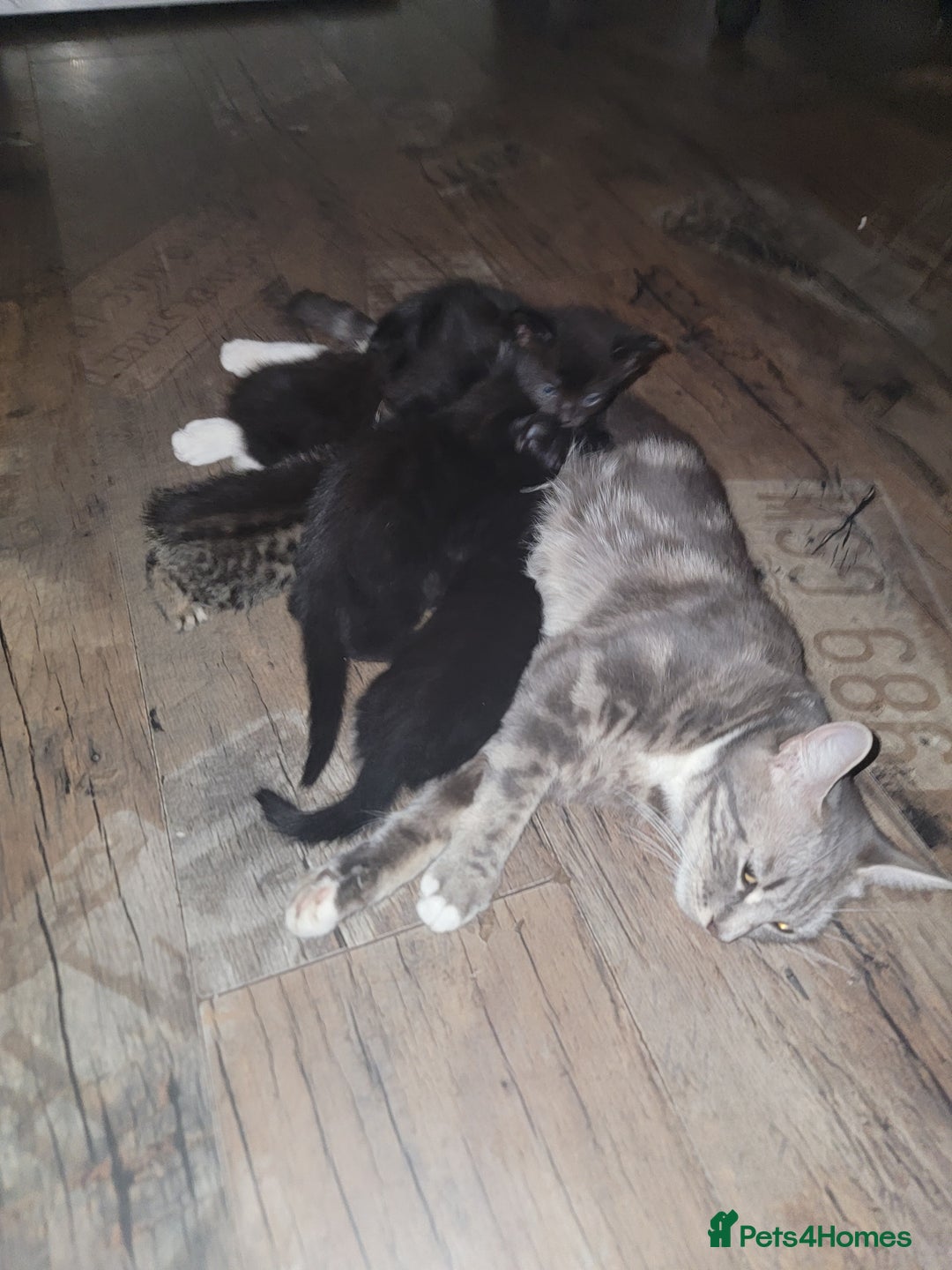 Mixed Breed cats for sale: 2 Beautiful kitten for sale - Image 9