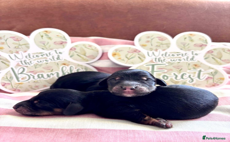 Miniature Dachshund dogs - Advert 1