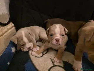 Mixed Breed dogs Olde Thyme Bulldog X Olde English Puppies - Advert 1