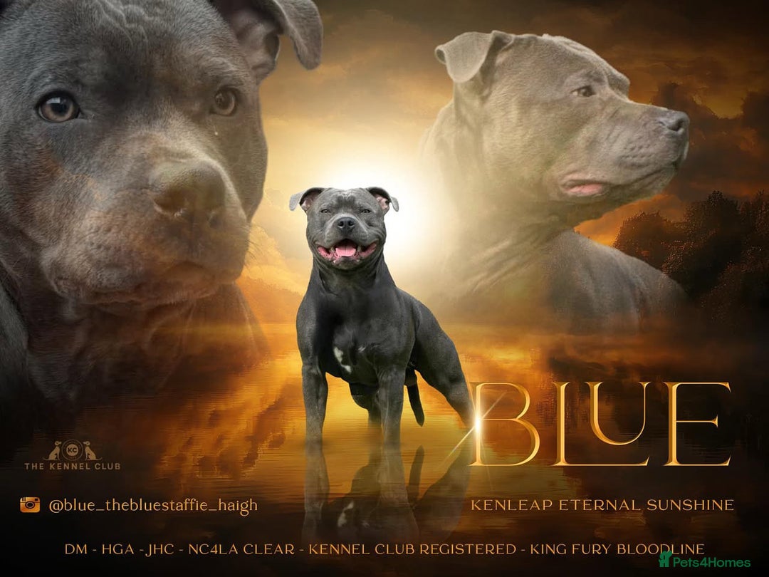 Staffordshire Bull Terrier dogs for stud: KC Registered Blue Staff Stud in Liverpool - Image 1