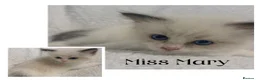 Ragdoll cats for sale: Chocolate Ragdolls  - Advert 2