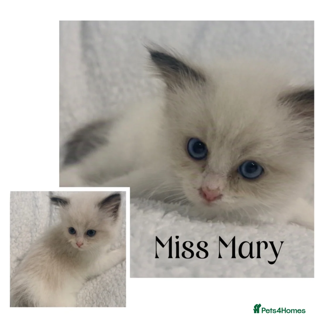 Ragdoll cats for sale: Chocolate Ragdolls  - Advert 2
