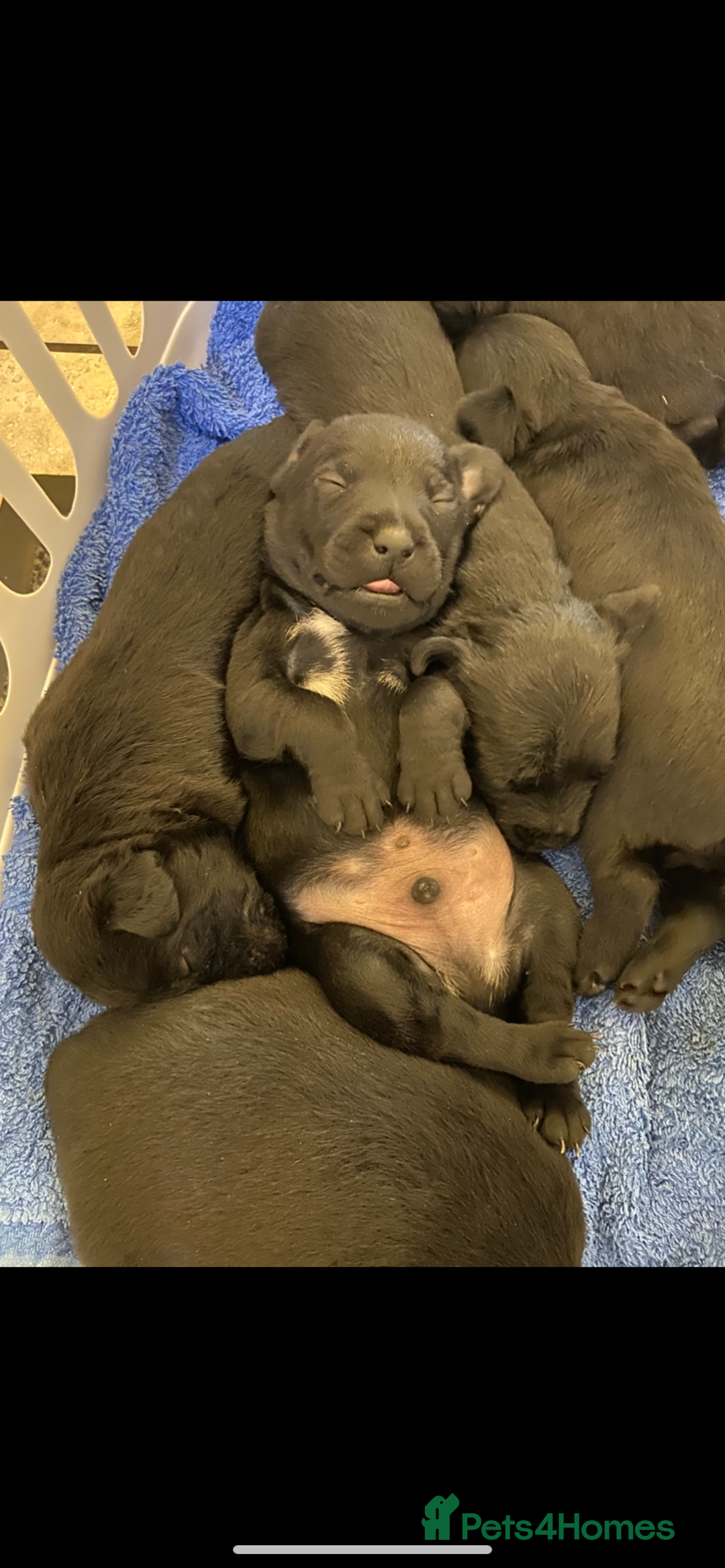 Patterdale Terrier dogs for sale: Patterdale pups - Image 5