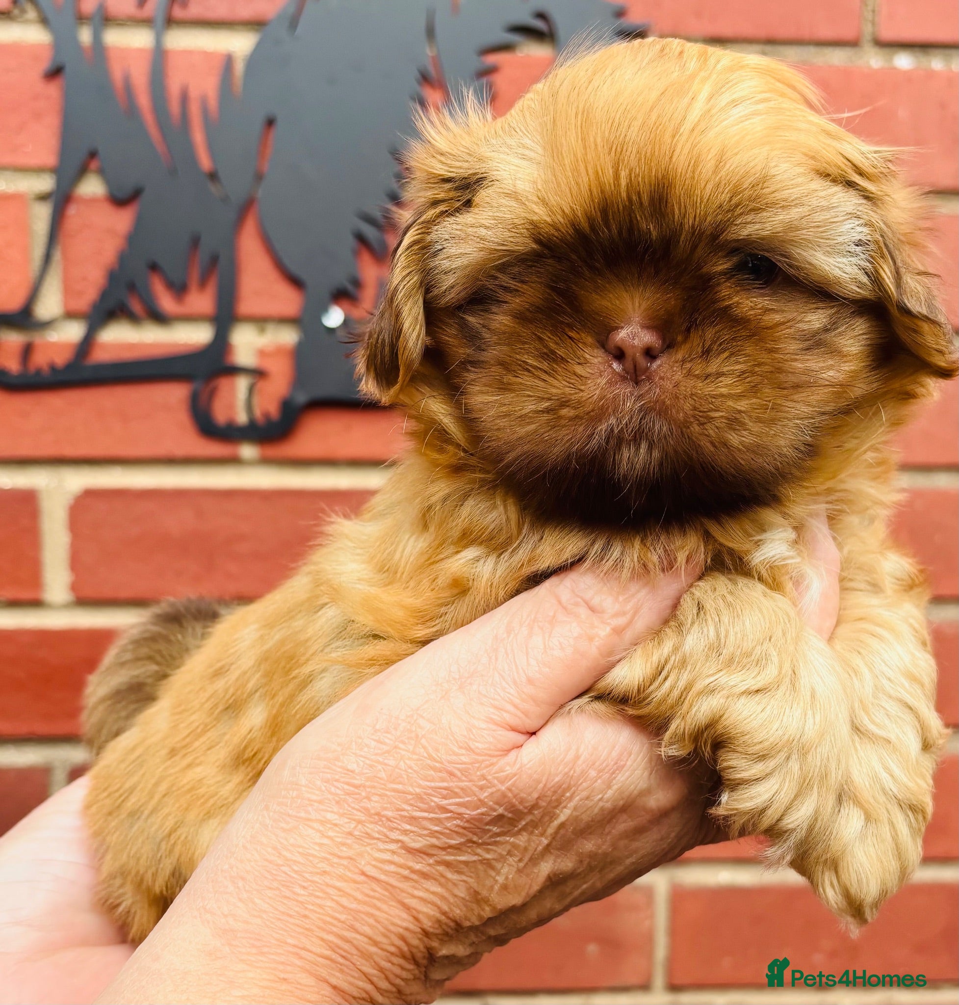 Shih Tzu dogs Amazing chocolate Shih Tzu boy puppy  - Advert 14