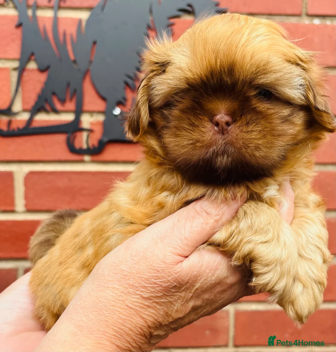 Shih Tzu dogs for sale: KC registered chocolate Shih Tzu boy puppy  - Advert 1