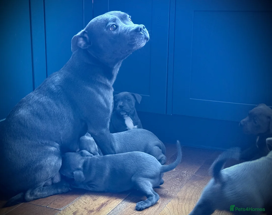 Staffordshire Bull Terrier dogs for sale: ❗️Adorable Staffy Puppies for Sale❗️ - Advert 20