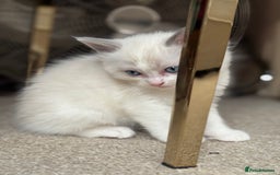 Ragdoll cats for sale: Blue bicolour babies 🐾 - Image 5