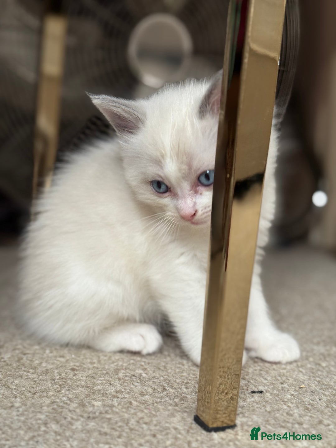 Ragdoll cats for sale: Blue bicolour babies 🐾 - Image 5