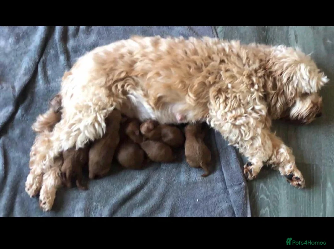 Cockapoo dogs for sale: BEAUTIFUL COCKAPOO BOYS - Advert 7