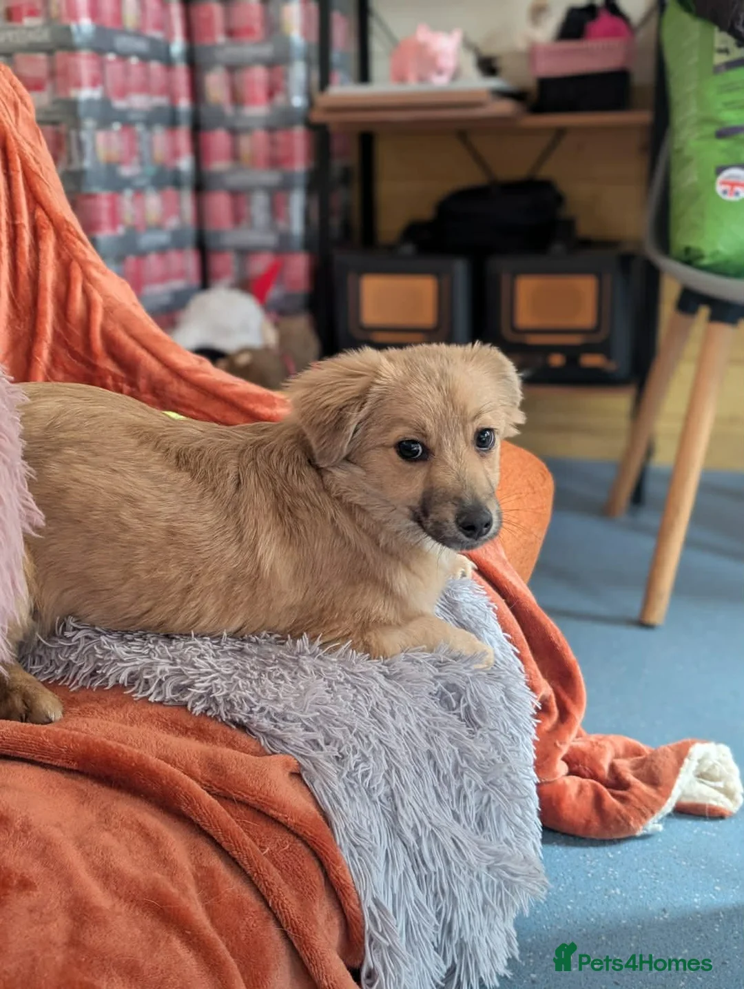 Mixed Breed dogs for adoption: Barney - In Ayr looking for a home  - Advert 8