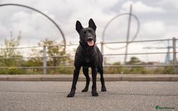 Belgian Shepherd Dog dogs for stud: Working Dutch Herder for stud  - Image 4