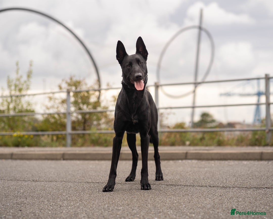 Belgian Shepherd Dog dogs for stud: Working Dutch Herder for stud  - Image 4