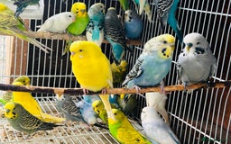 Budgerigars birds for sale: Various colour/ages budgies for sale  - Image 2