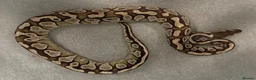 Python Snake reptiles for sale: Various Ball Pythons for sale - Advert 3
