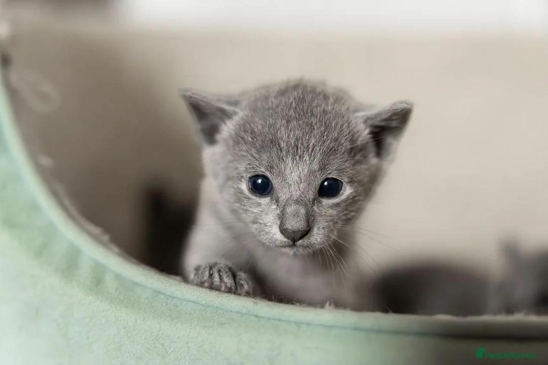Russian Blue cats for sale: Pedigree TICA reg. Russian Blue Kittens  - Advert 6