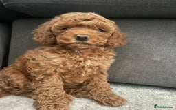 Miniature Poodle dogs for stud: Teddy KC Registered/Health tested Toy Stud in Wigan - Image 14