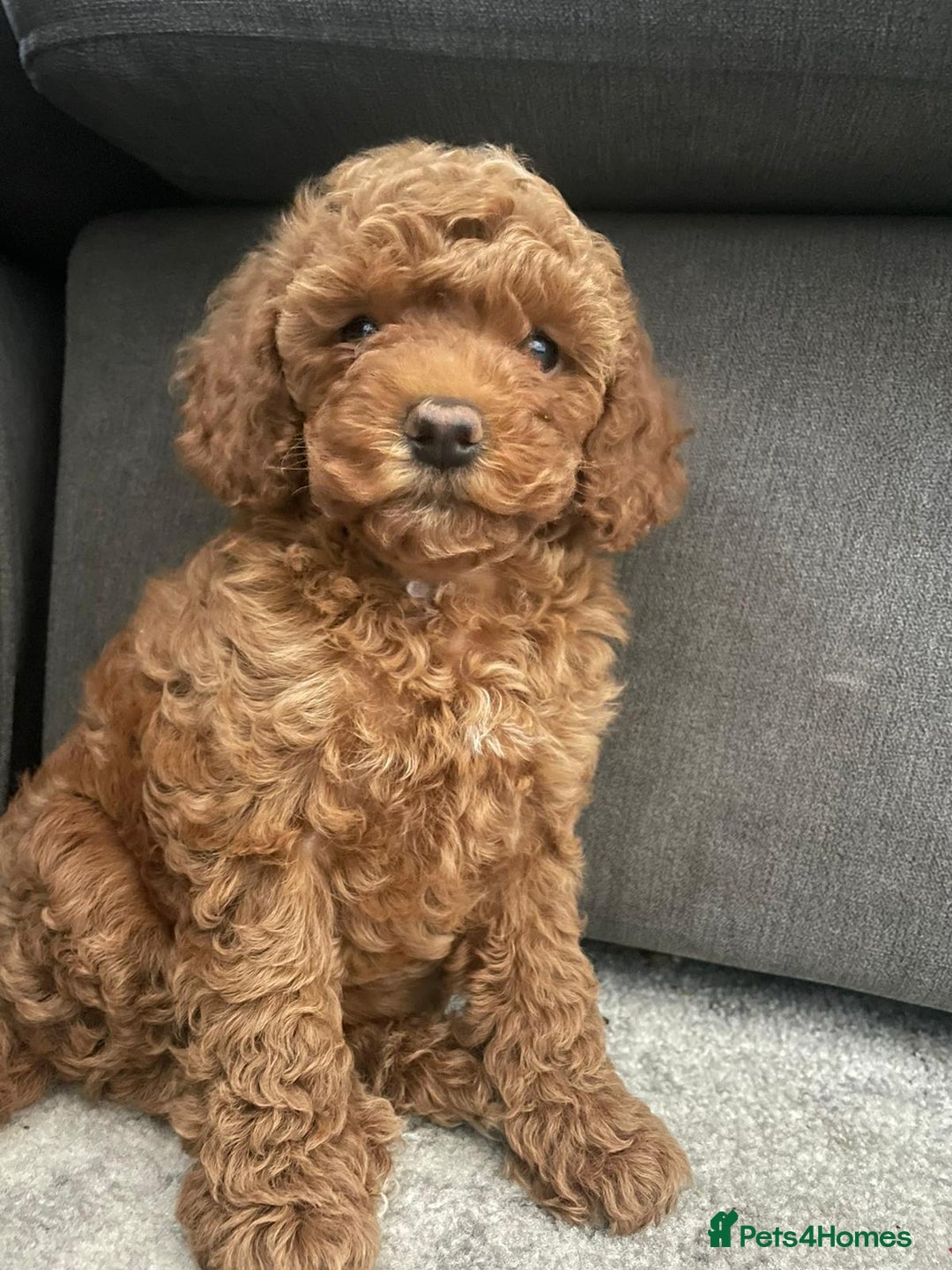 Miniature Poodle dogs for stud: Teddy KC Registered/Health tested Toy Stud in Wigan - Image 14