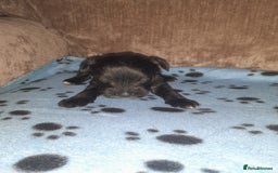 Mixed Breed dogs for sale: Snorkie pups - Image 7