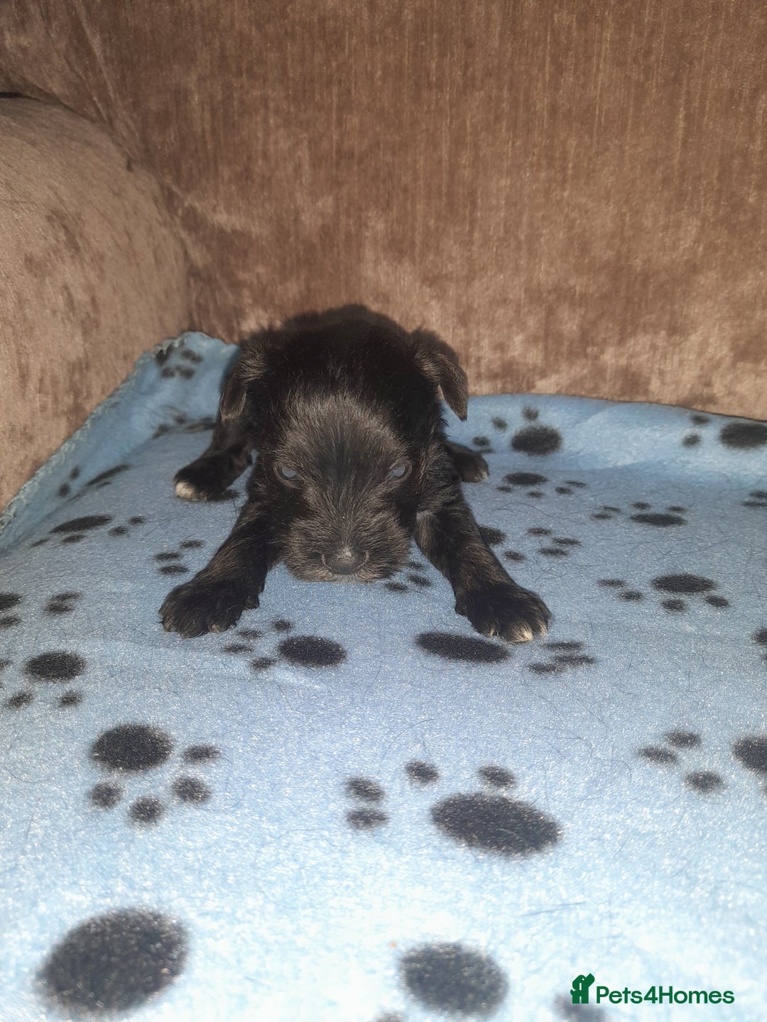 Mixed Breed dogs for sale: Snorkie pups - Image 7