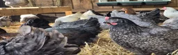 Chickens poultry for sale: POL HYBRID HENS inc coloured eggers - Advert 10