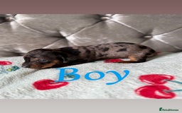 Miniature Dachshund dogs for sale: Adorable Miniature Dachshund Puppies for Sale! ❤️ - Image 1