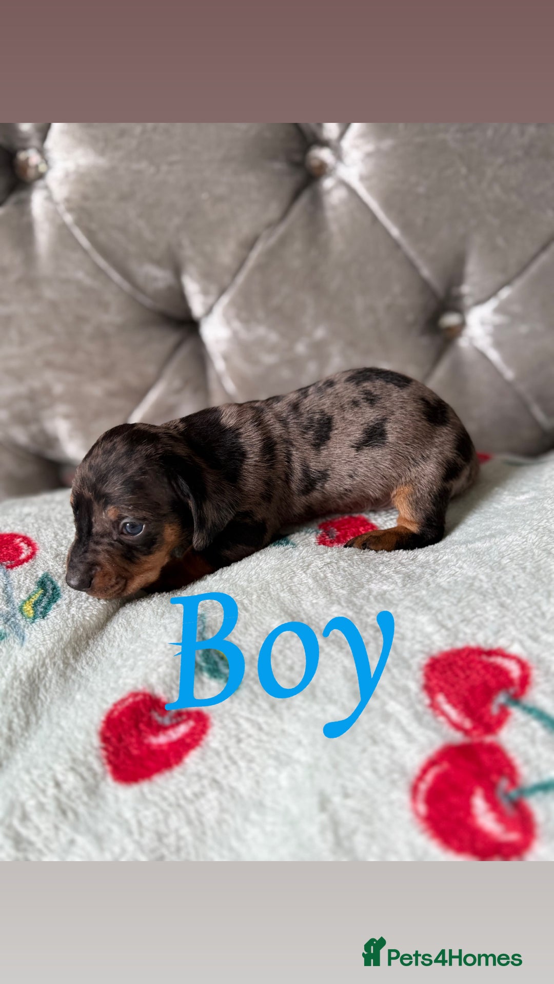 Miniature Dachshund dogs for sale: Adorable Miniature Dachshund Puppies for Sale! ❤️ - Image 1
