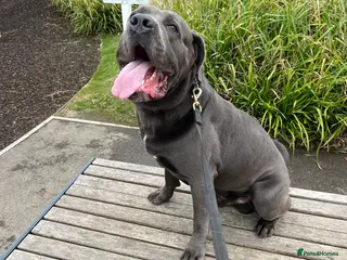 Cane Corso dogs cane corso rehome - Advert 18