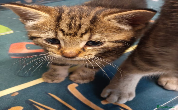 Mixed Breed cats for sale - Advert 1