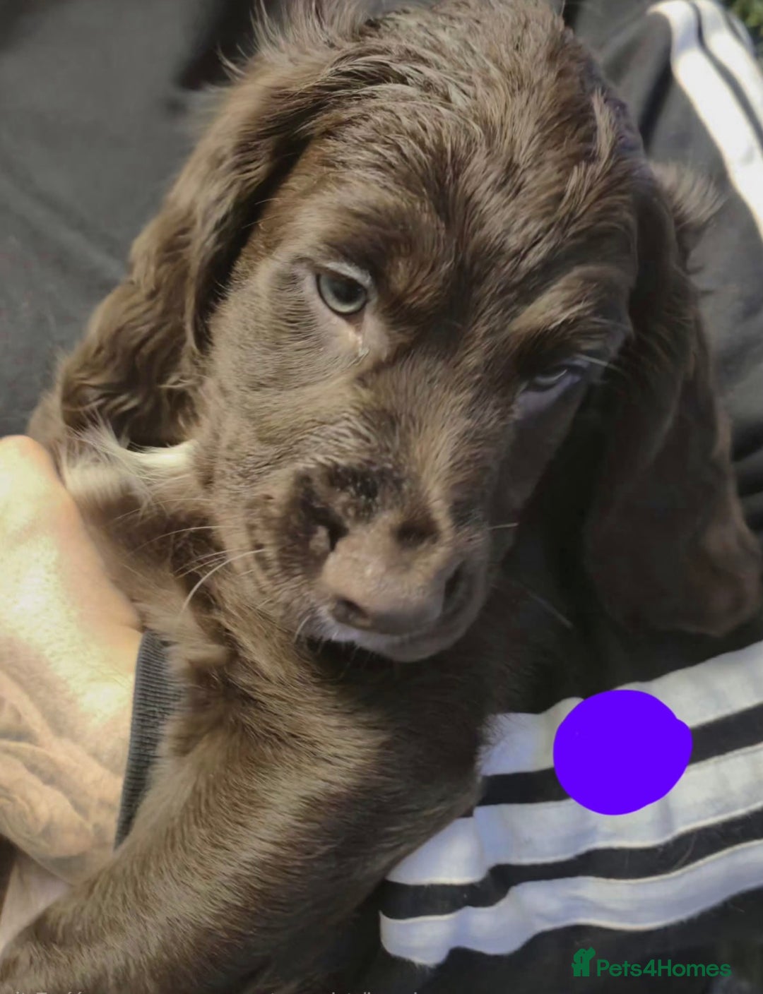 Cocker Spaniel dogs for sale: Stunning Cocker Spaniel puppies for sale - Advert 7