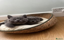 British Shorthair cats for sale: BeautifulScottish folds Ready now! Quality kittens - Image 30