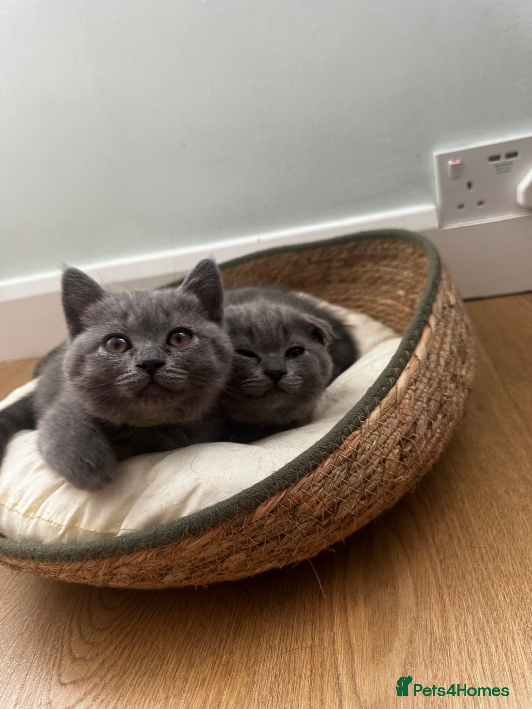 British Shorthair cats for sale: BeautifulScottish folds Ready now! Quality kittens - Image 30