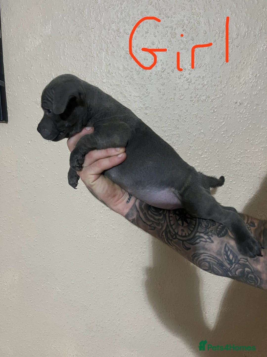 Staffordshire Bull Terrier dogs for sale: One girl left🩷 Staffordshire bull terrier pups - Image 7