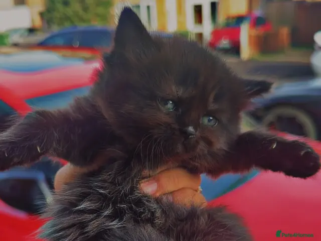 British Shorthair cats for sale: 4 dark chocolate beautiful British shorthairs - Advert 1