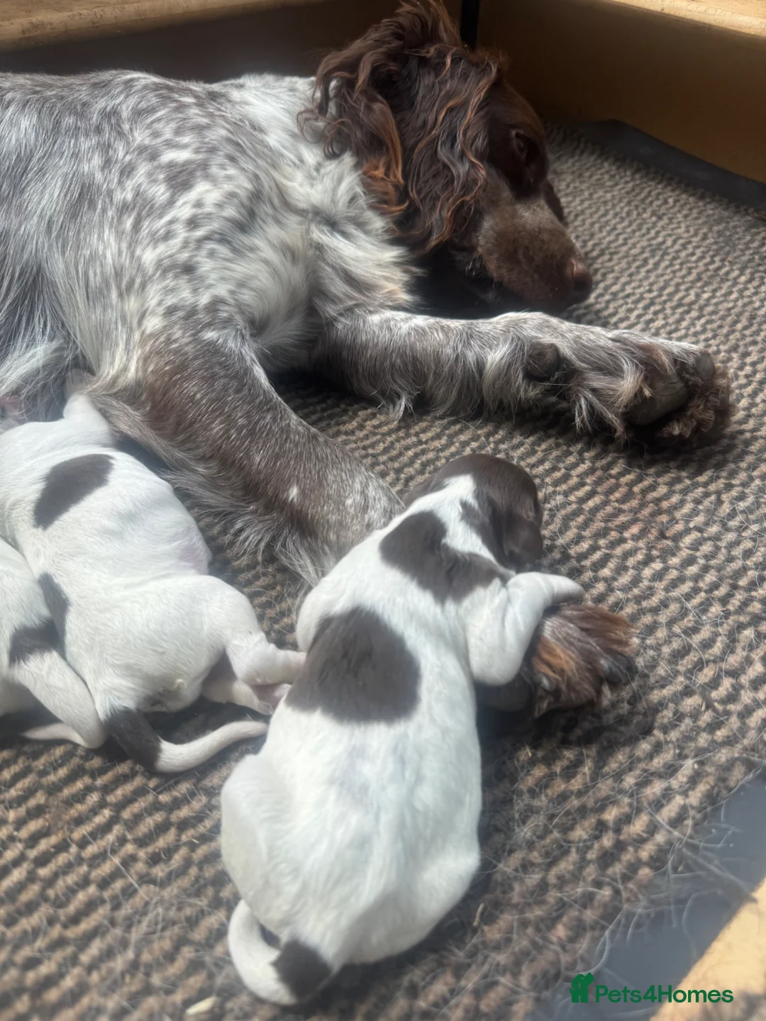 Sprocker dogs for sale: Sprocker puppies - Advert 4