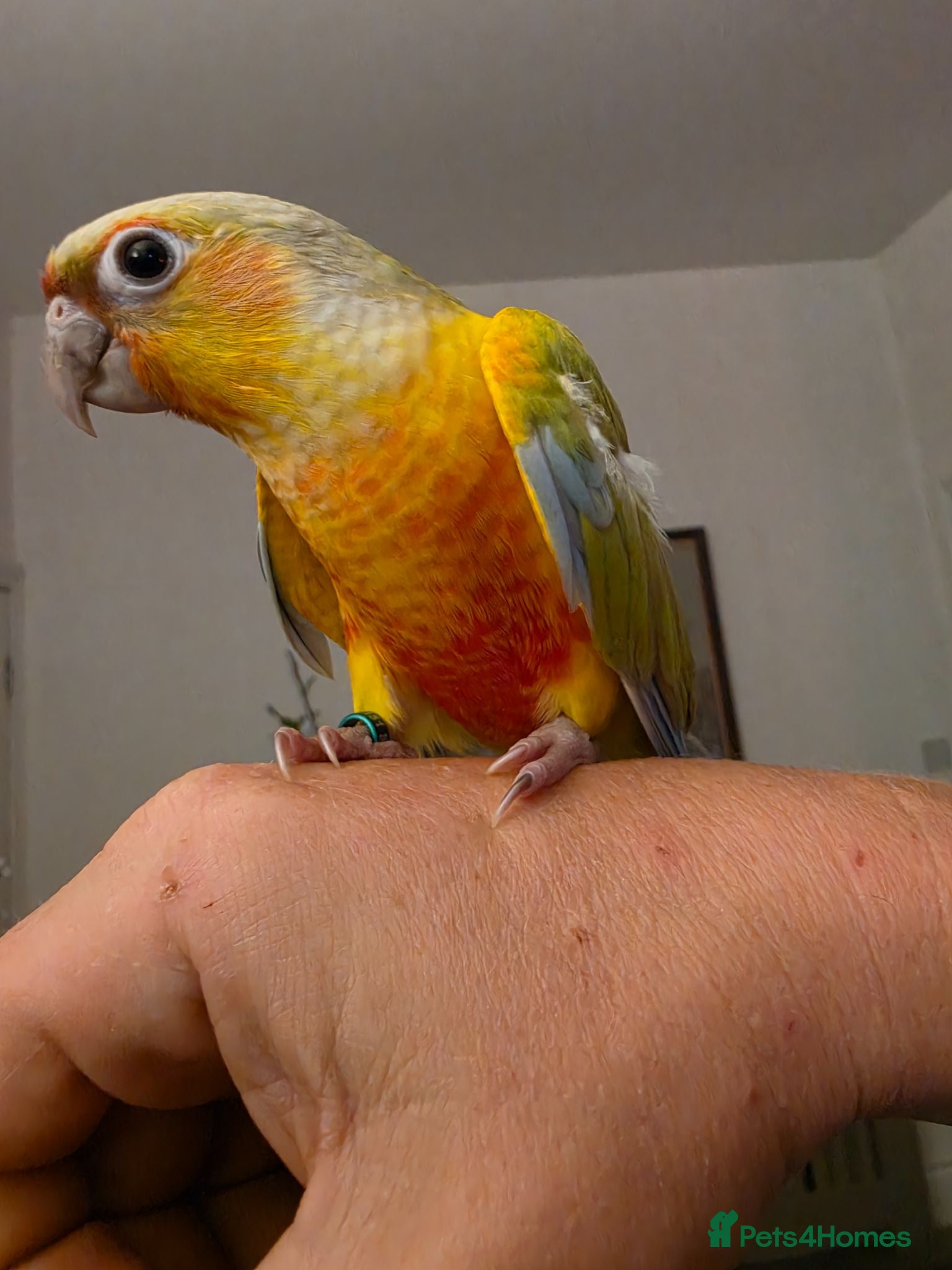 Conures birds Hand reared Conures - Advert 1