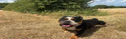 English Bulldog dogs for sale: Two English bulldogs  - Advert 4