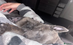 Belgian Shepherd Dog dogs for sale: Blue dutch herder puppy - Image 8