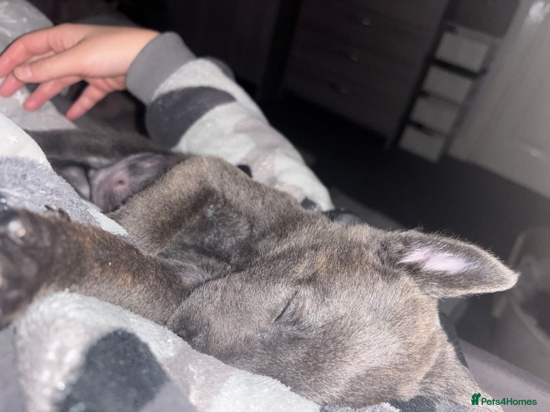 Belgian Shepherd Dog dogs for sale: Blue dutch herder puppy - Image 8