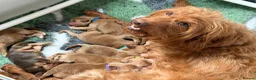 Mixed Breed dogs for sale: Beautiful Miniature Austrailian Labradoodle pups in Northwich - Advert 6