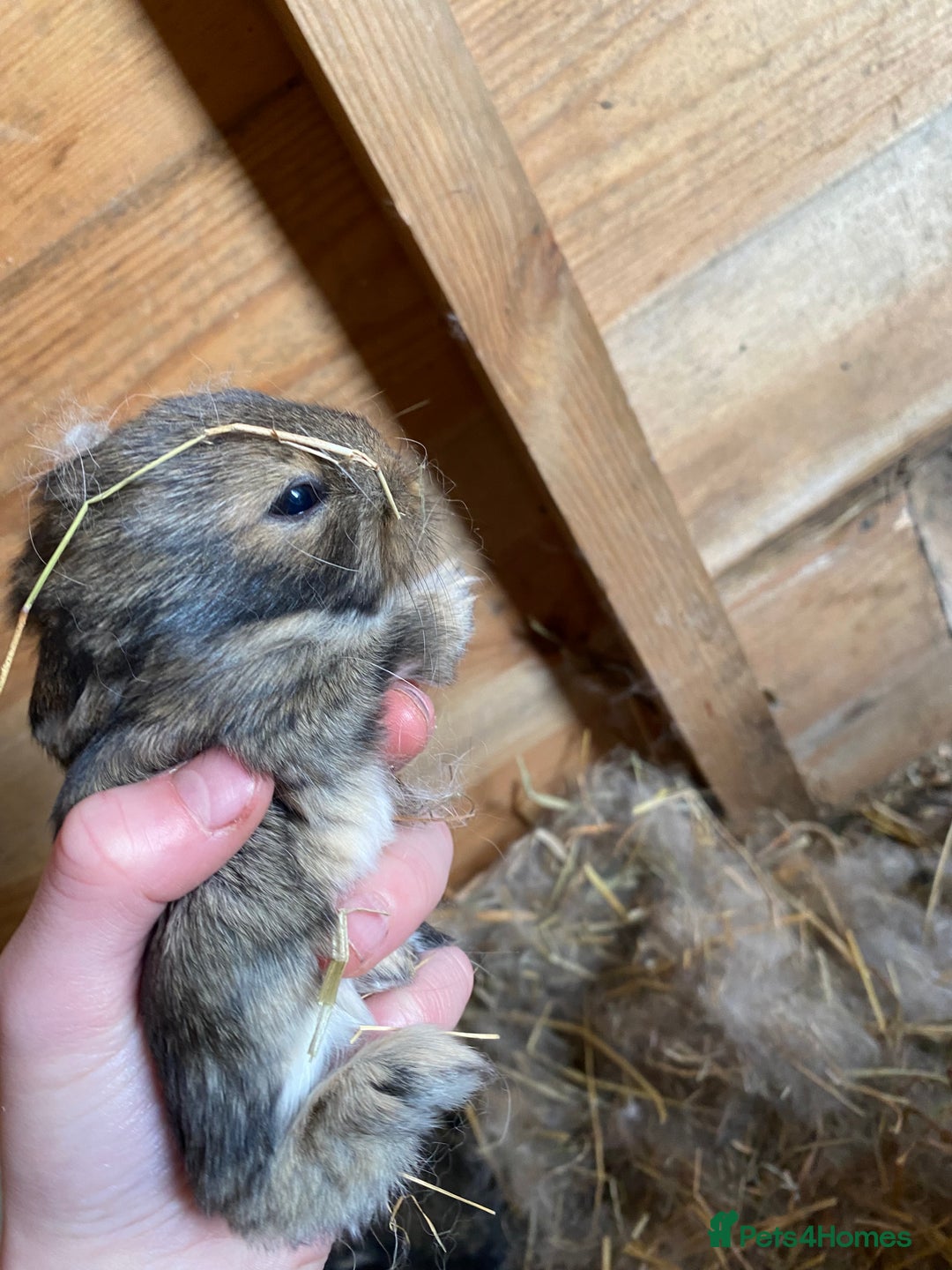 Lionhead rabbits for sale: Baby lion head  - Advert 5