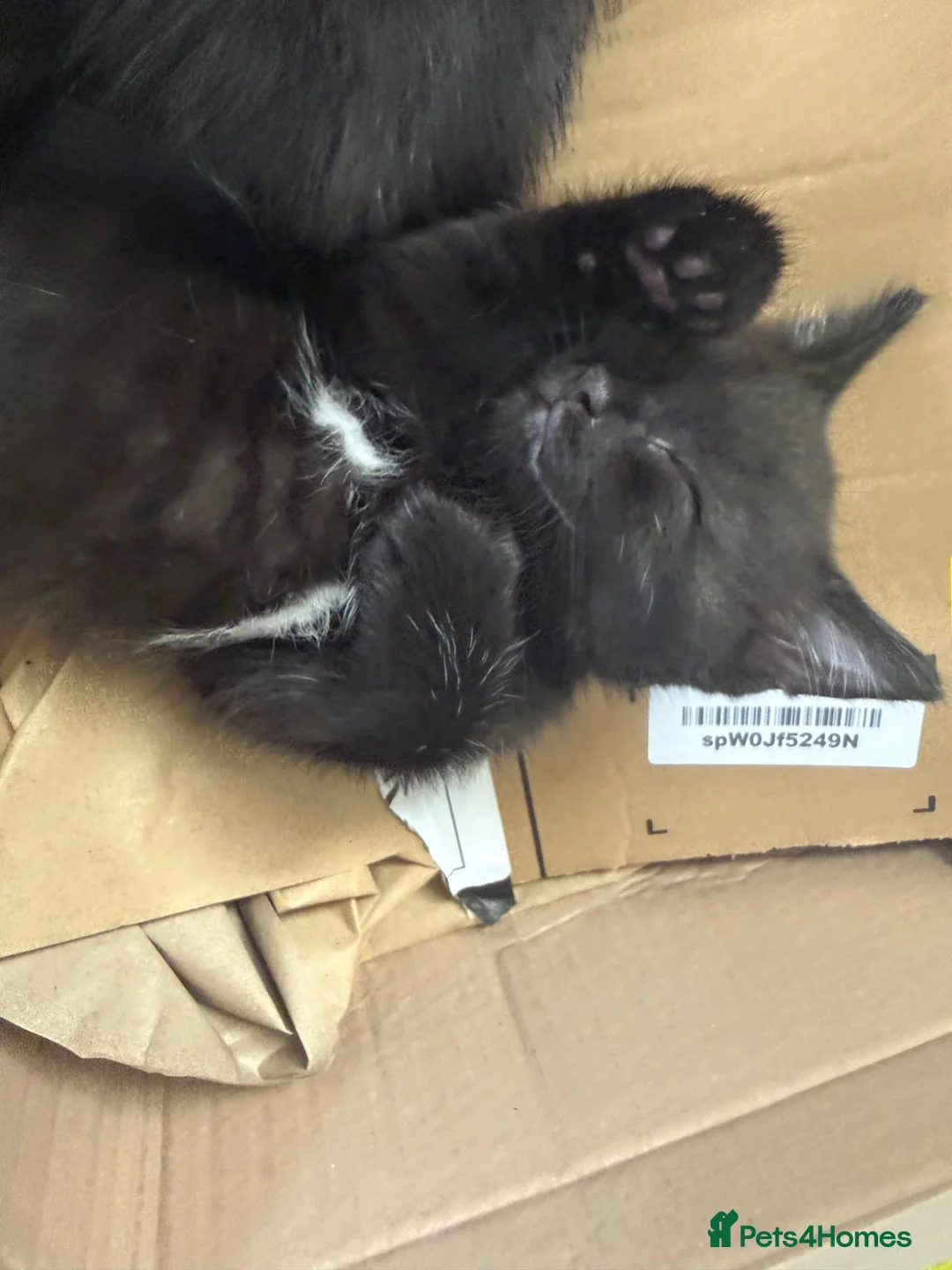 Mixed Breed cats for sale: Beautiful baby  - Advert 2